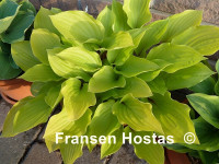 Hosta 