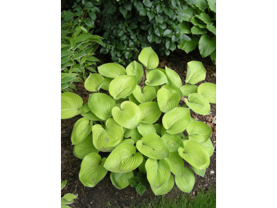 Hosta 