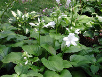 Hosta 