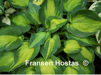 Hosta 