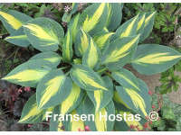 Hosta 