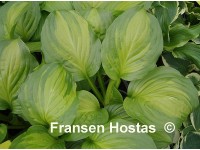 Hosta 