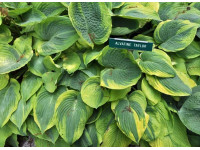 Hosta 
