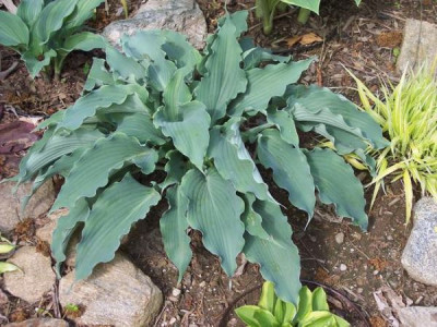 Hosta 