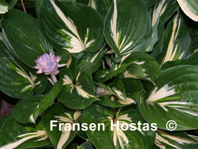 Hosta 