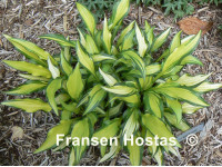 Hosta 