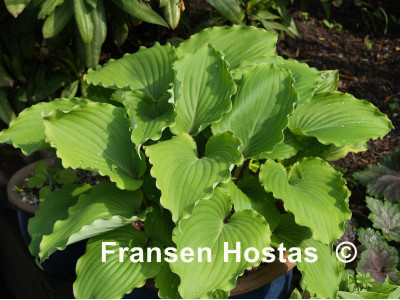 Hosta 