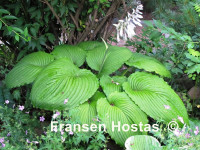 Hosta 