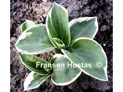 Hosta 