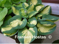Hosta 