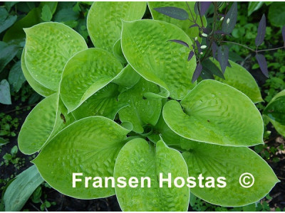Hosta 