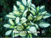 Hosta 
