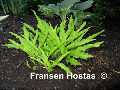 Hosta Hosta