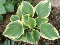 Hosta 