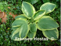 Hosta 