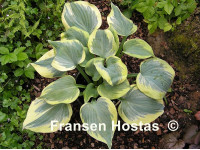 Hosta 