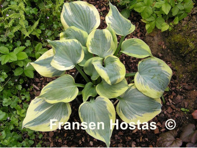 Hosta 
