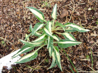 Hosta 
