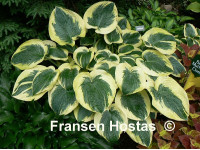 Hosta 