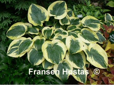 Hosta 