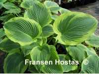 Hosta 