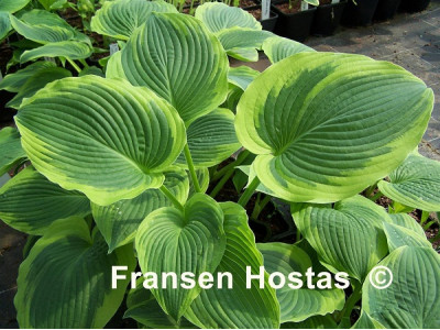 Hosta 