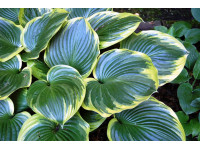 Hosta 