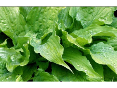 Hosta 