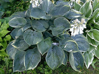 Hosta 