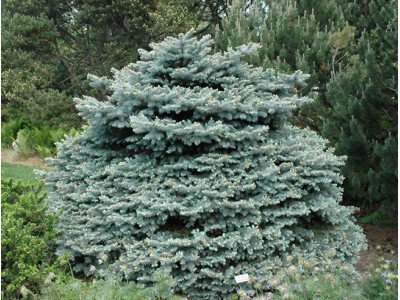 Ель 