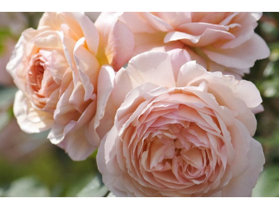 Rosa 