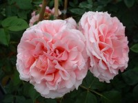 Rosa 