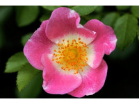 Rosa 