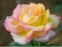 Rosa 