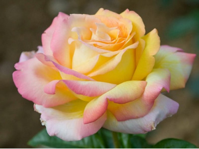 Rosa 
