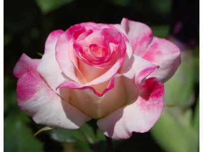 Rosa 
