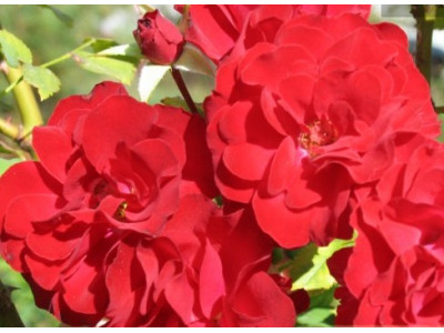 Rosa 