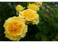Rosa 