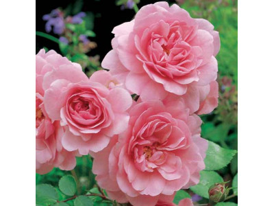 Rosa Rosa
