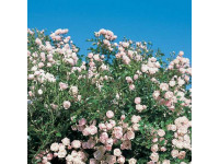 Rosa Rosa