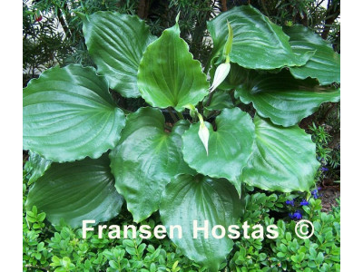 Hosta 