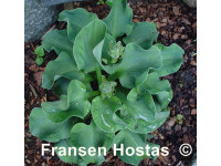 Hosta 