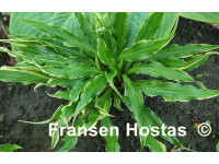 Hosta 