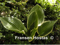 Hosta 