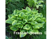 Hosta 