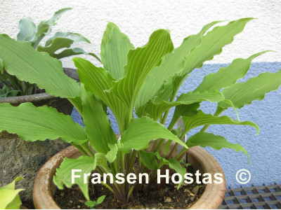 Hosta 