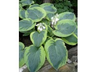 Hosta 