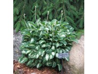 Hosta 