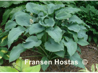 Hosta 