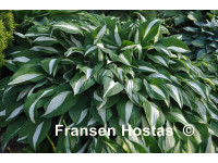 Hosta 